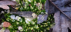 Funaria hygrometrica