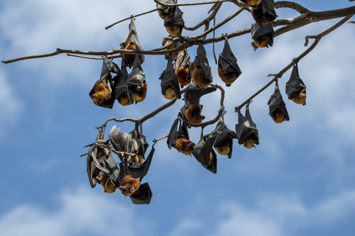 Island Flying Fox