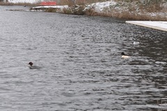 Mergus merganser merganser