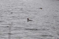 Mergus merganser merganser