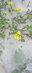 Senecio maritimus