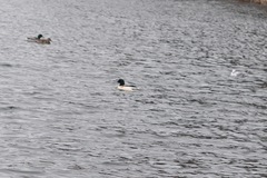Mergus merganser merganser