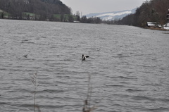 Mergus merganser merganser