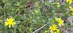 Senecio maritimus