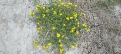 Senecio maritimus