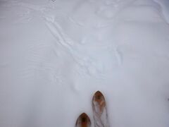 Haliaeetus albicilla