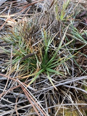 Syngonanthus flavidulus