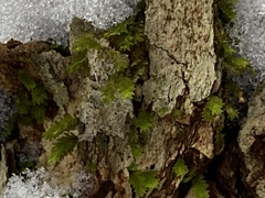 Fissidens taxifolius