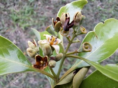 Santalum austrocaledonicum