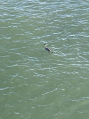 Aechmophorus occidentalis