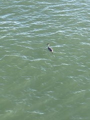 Aechmophorus occidentalis