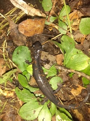 Plethodon montanus