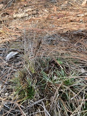 Syngonanthus flavidulus