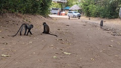 Cercopithecus mitis albogularis