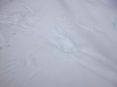 Haliaeetus albicilla