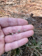 Syngonanthus flavidulus