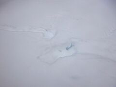 Haliaeetus albicilla