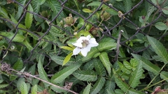 Rubus illecebrosus