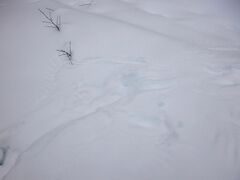 Haliaeetus albicilla