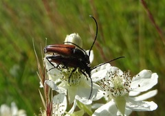 Stenurella bifasciata