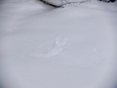 Haliaeetus albicilla