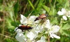 Stenurella bifasciata