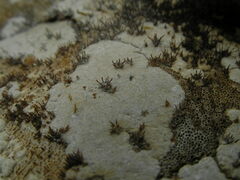 Trichoderma pulvinatum