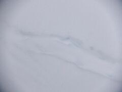 Haliaeetus albicilla