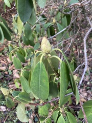 Rhododendron ponticum