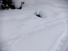 Haliaeetus albicilla