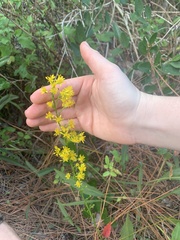 Solidago mexicana
