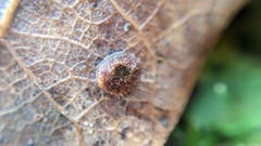 Neuroterus quercusbaccarum