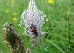 Stenurella bifasciata