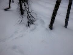 Haliaeetus albicilla