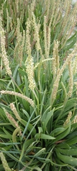 Plantago carnosa