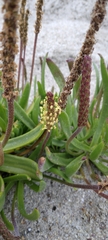 Plantago carnosa