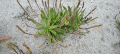 Plantago carnosa