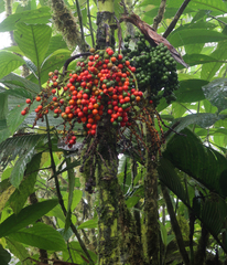 Chamaedorea linearis