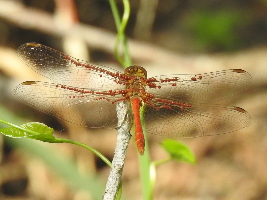 Arrenurus papillator
