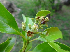 Santalum austrocaledonicum