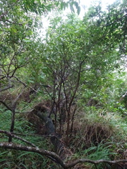 Santalum austrocaledonicum