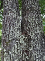 Santalum austrocaledonicum