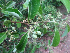 Santalum austrocaledonicum