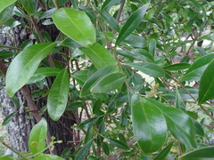 Santalum austrocaledonicum