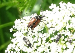 Stenurella bifasciata