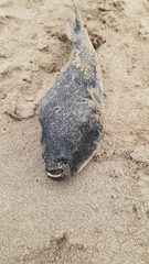 Amblyrhynchote honckenii