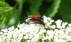 Stenurella bifasciata