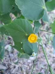 Abutilon grandifolium