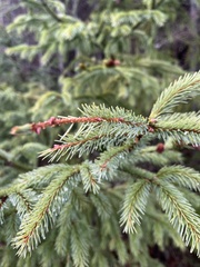 Picea rubens