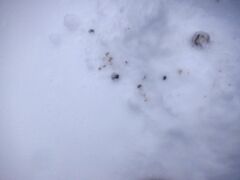 Haliaeetus albicilla